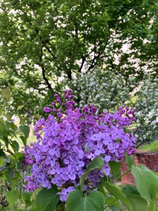 ライラック投稿写真「時間の流れ」