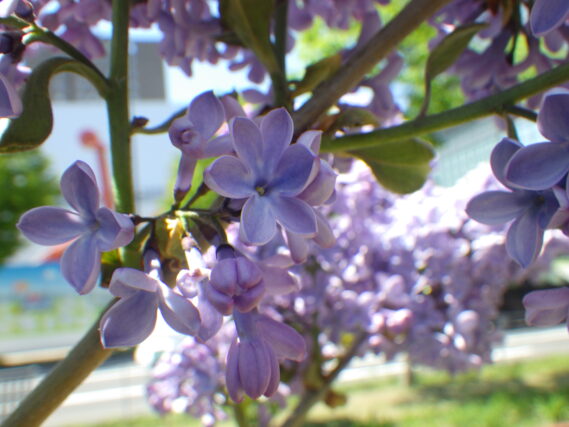 花びら6枚のラッキーライラックの画像