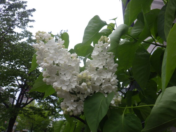 フレンチライラック「マダムフローレントステップマン」の花