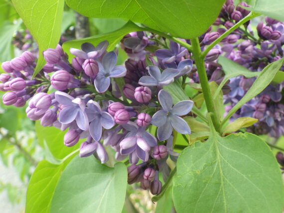 プレジデントリンカーンで見つけたラッキーライラック