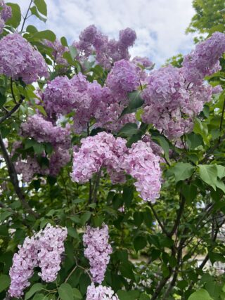 ライラック投稿写真「爽やかで素敵な香り」