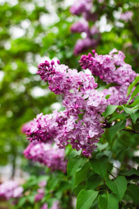 ライラック投稿写真「風の日のライラック」