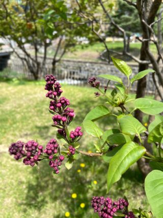 ライラック投稿写真「ワクワク」