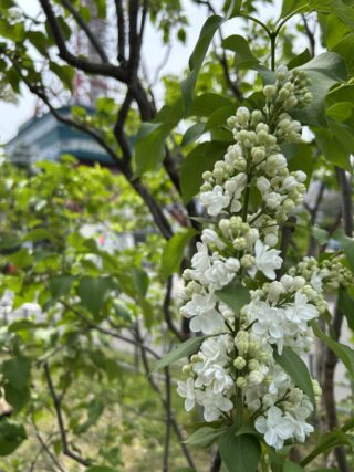 ライラック投稿写真「ジャバメート」