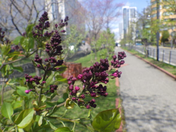 アセシッピーのつぼみ