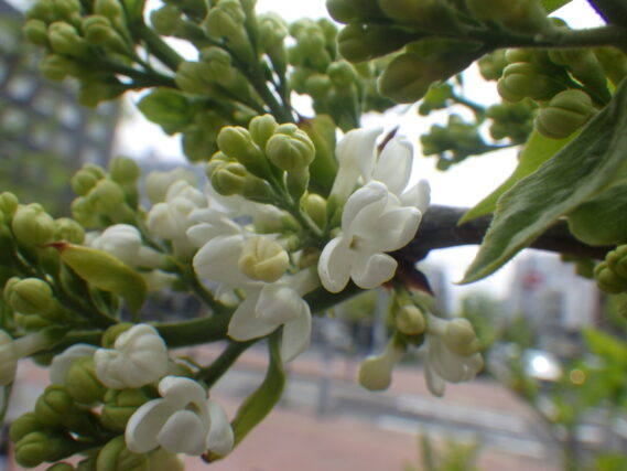 小さな花が開いたライラックのマダムフローレントステップマン
