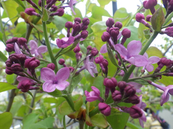 「ライラックの小さな花」の画像