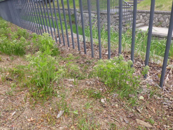 ミヤギノハギの芽が伸びた様子