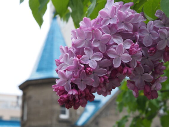 ライラック投稿写真「教会をバックに」