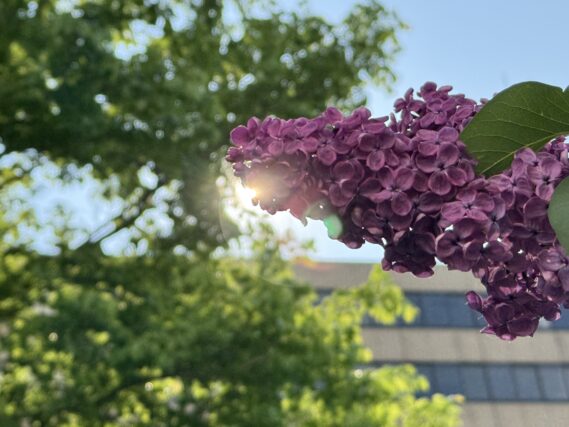 ライラック投稿写真「健康診断の朝」