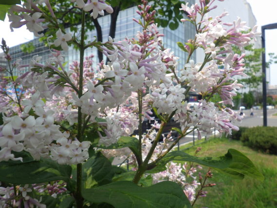 北1条のウスゲシナハシドイの花が咲いている様子