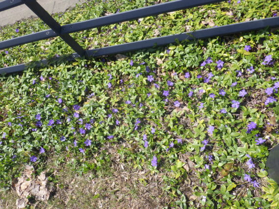 道路側のグランドカバーのビンカの花