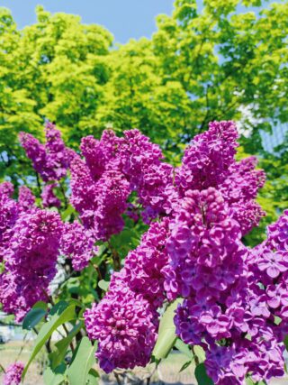 ライラック投稿写真「新緑とライラック」