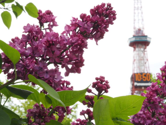ライラック投稿写真「ライラックとテレビ塔」