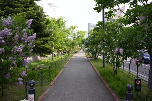 ライラック投稿写真「ライラックの小径」