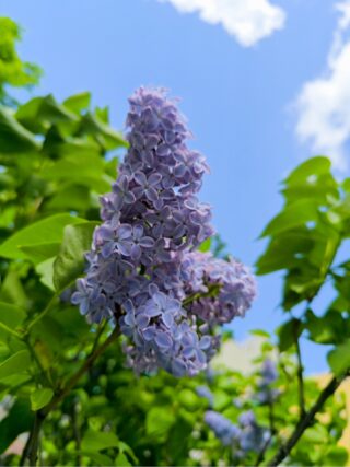 ライラック投稿写真「プレジデントリンカーン」