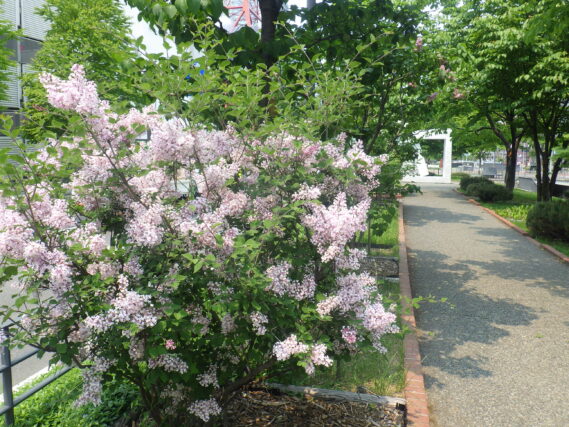 四季藍の花が咲いている様子