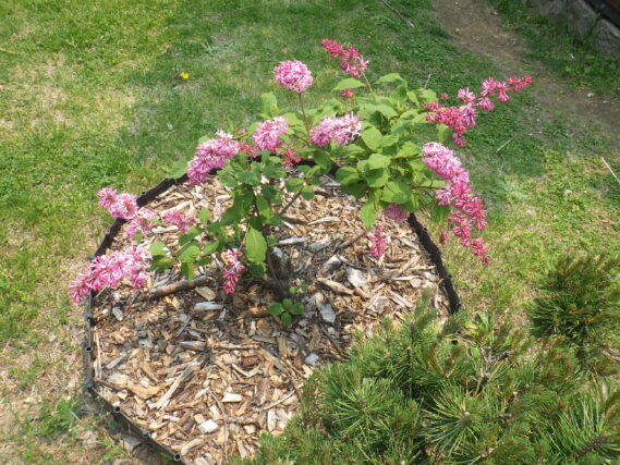 ミスカナダの花が咲いている様子
