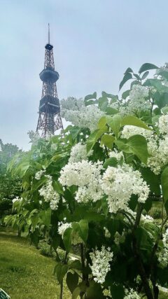 ライラック投稿写真「初夏の彩り」