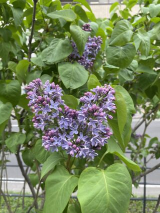 ライラック投稿写真「ハート」