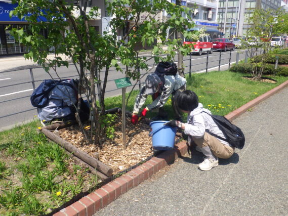 ライラックの株元の除草をする植物ボランティア