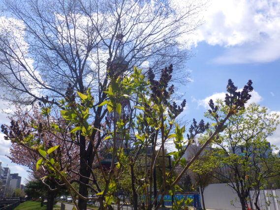 プレジデントリンカーンのつぼみ