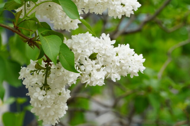 ライラック投稿写真「白いライラック」