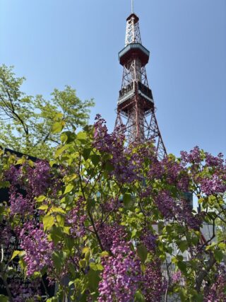 ライラック投稿写真「ライラックとテレビ塔」