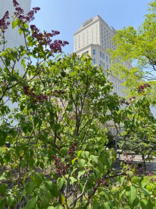 ライラック投稿写真「伸びやかに」