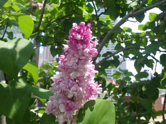 フランクフルターフリューリンクの花