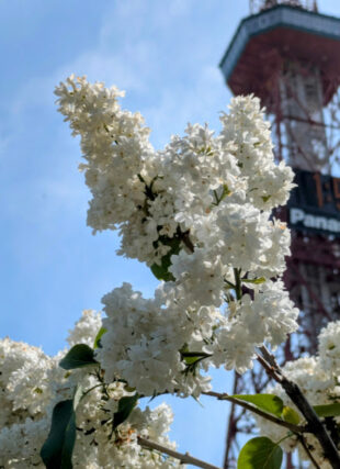 ライラック投稿写真「創成川河畔のライラック」