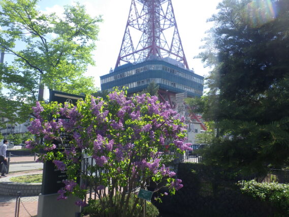 満開のライラック「アセシッピー」の様子