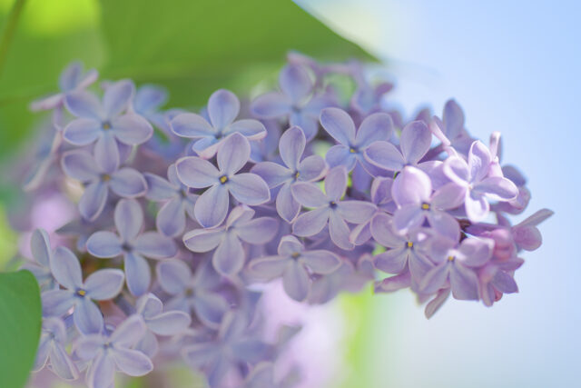 ライラック投稿写真「ときめき」