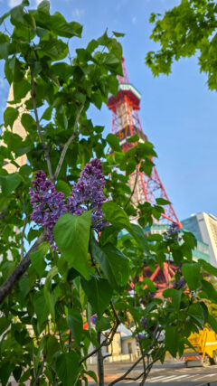 ライラック投稿写真「テレビ塔と」