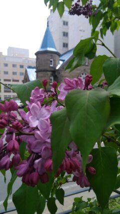 ライラック投稿写真「咲き始めたSyringa vulgarisと札幌軟石の教会」