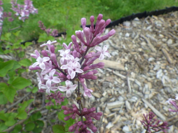 パリビンの花が咲いている様子