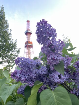 ライラック投稿写真「かりぴあこさんの作品」