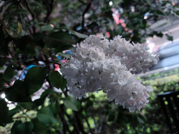 ライラック投稿写真「ミスヱレンウィルモット」