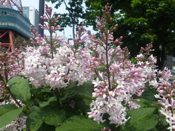 「遅咲きのライラック」の画像