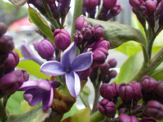 小さな花が開いたライラックのプレジデントリンカーン