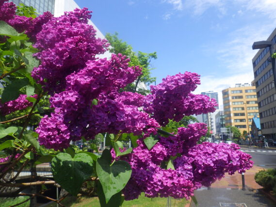 アンデンケンアンルーヴィッヒシュペートの花