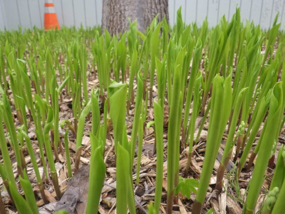 スズランの芽が伸びている様子