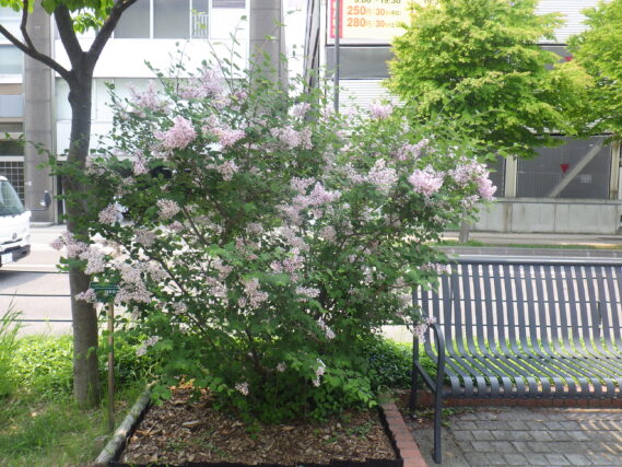 四季藍の花が咲いている様子