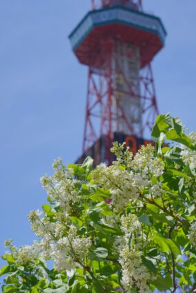 ライラック投稿写真「風薫る5月」