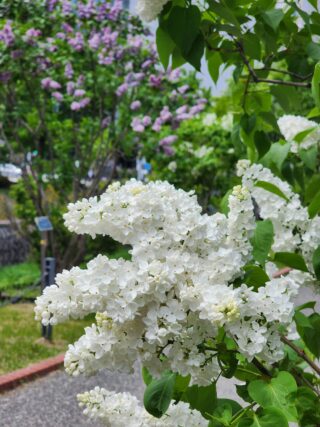 ライラック投稿写真「たわわな白ライラック」