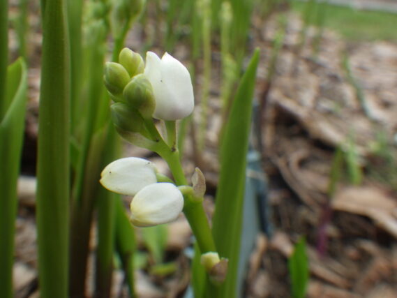 スズランのつぼみの様子