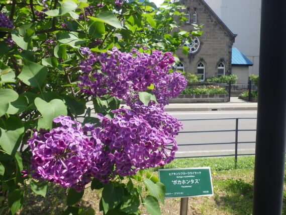 ポカホンタスの花