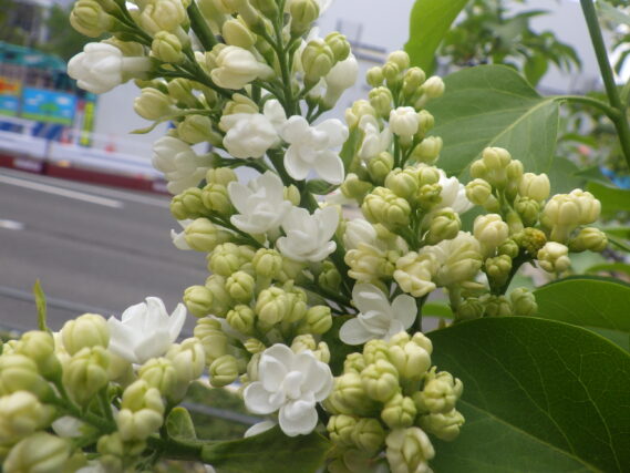 ジェネラルシュリダンの花が咲いている様子