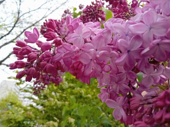 エスタースティリーのラッキーライラック