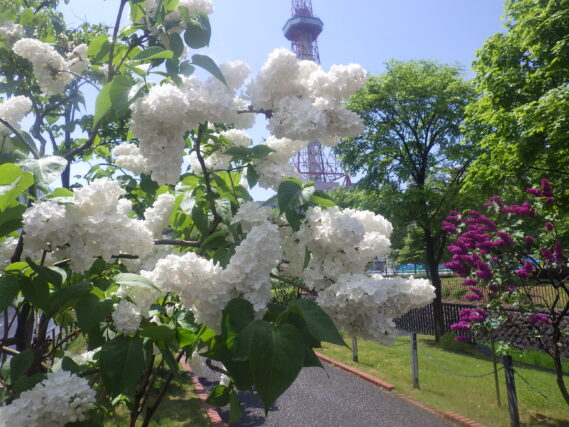 「ライラック情報」の画像